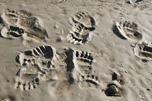fresh bear tracks in the sand