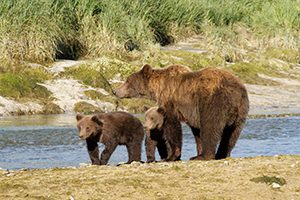 Sow with bear cubs