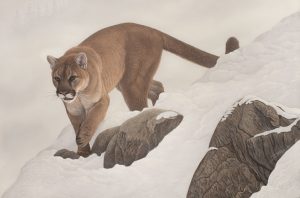 Mountain Descent original wildlife painting by Wildlife Artist Clinton Jammer