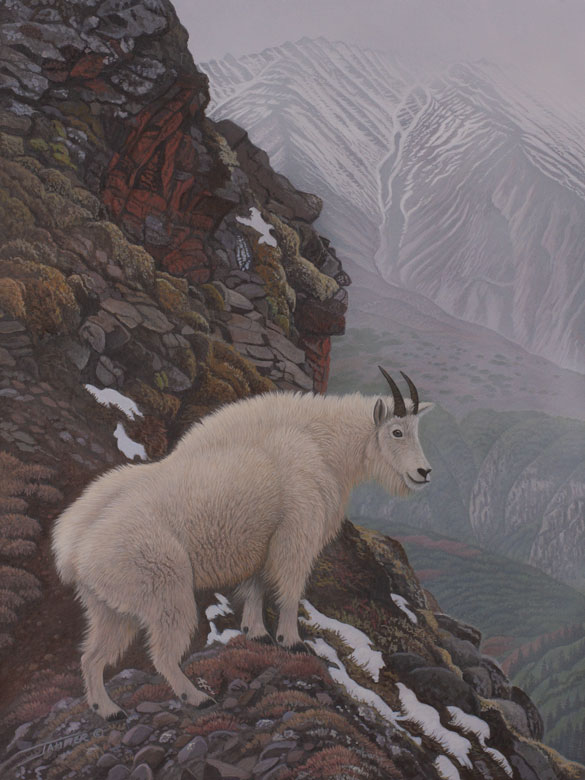 Mountain Splendour original acrylic painting by Clinton Jammer Canadian Wildlife Artist
